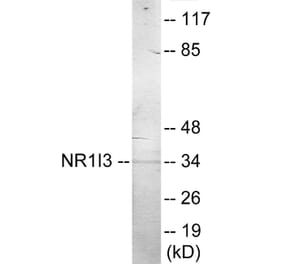 Western Blot - NR1I3 Cell Based ELISA Kit (CB6009) - Antibodies.com