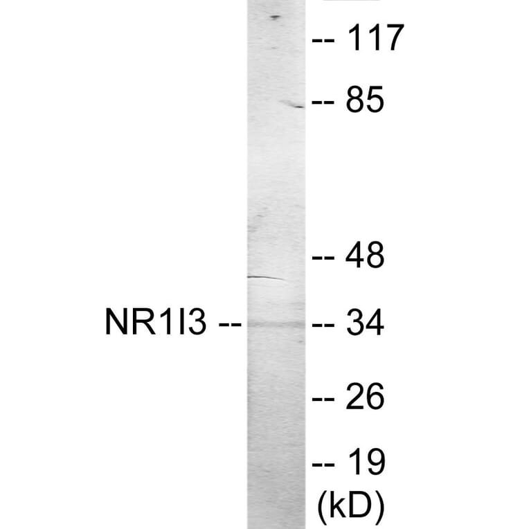 Western Blot - NR1I3 Cell Based ELISA Kit (CB6009) - Antibodies.com