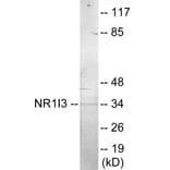 Western Blot - NR1I3 Cell Based ELISA Kit (CB6009) - Antibodies.com