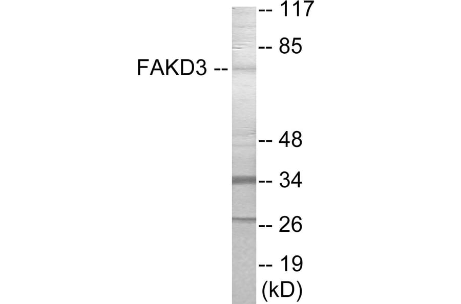 Western Blot - FAKD3 Cell Based ELISA Kit (CB6010) - Antibodies.com