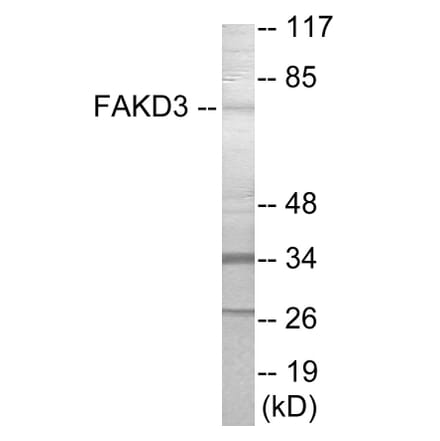 Western Blot - FAKD3 Cell Based ELISA Kit (CB6010) - Antibodies.com