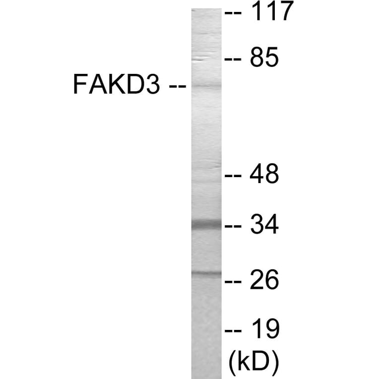Western Blot - FAKD3 Cell Based ELISA Kit (CB6010) - Antibodies.com