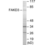Western Blot - FAKD3 Cell Based ELISA Kit (CB6010) - Antibodies.com