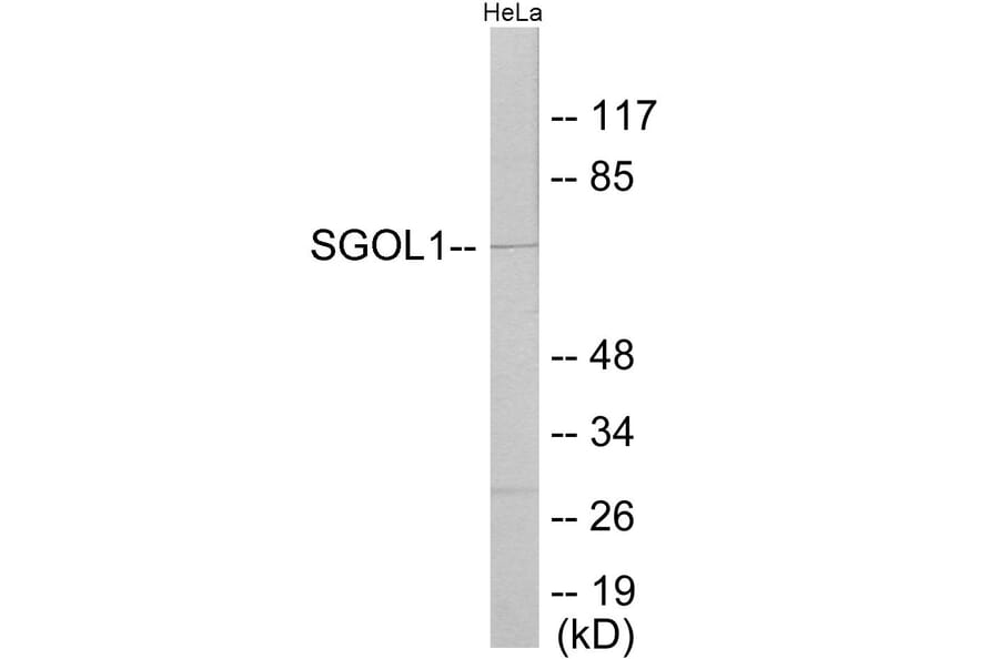 Western Blot - SGOL1 Cell Based ELISA Kit (CB6054) - Antibodies.com