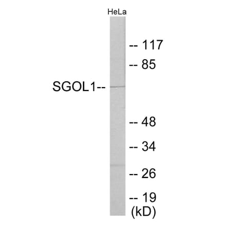 Western Blot - SGOL1 Cell Based ELISA Kit (CB6054) - Antibodies.com