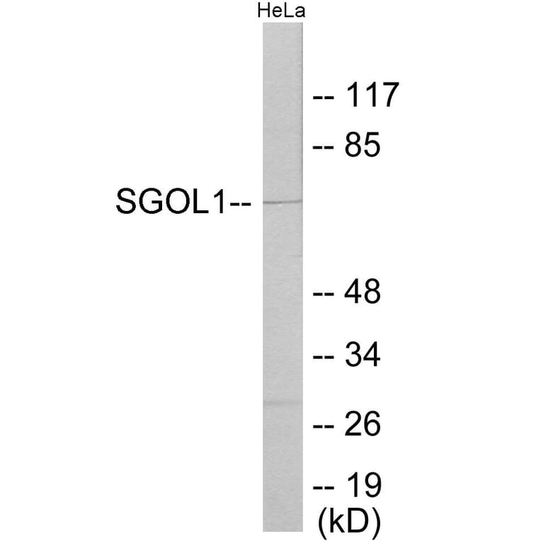 Western Blot - SGOL1 Cell Based ELISA Kit (CB6054) - Antibodies.com