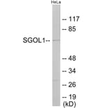 Western Blot - SGOL1 Cell Based ELISA Kit (CB6054) - Antibodies.com