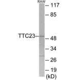 Western Blot - TTC23 Cell Based ELISA Kit (CB6058) - Antibodies.com