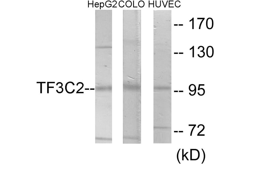 Western Blot - TF3C2 Cell Based ELISA Kit (CB6094) - Antibodies.com