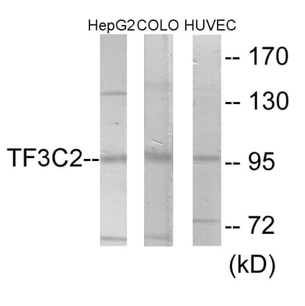 Western Blot - TF3C2 Cell Based ELISA Kit (CB6094) - Antibodies.com