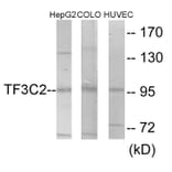 Western Blot - TF3C2 Cell Based ELISA Kit (CB6094) - Antibodies.com