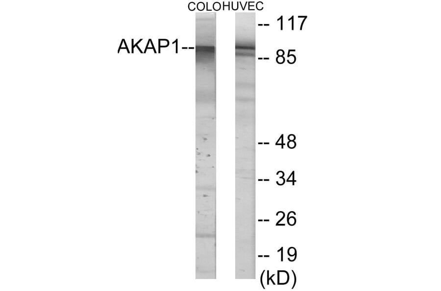 Western Blot - AKAP1 Cell Based ELISA Kit (CB6100) - Antibodies.com
