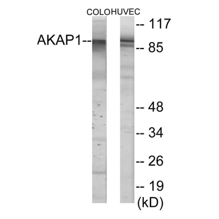 Western Blot - AKAP1 Cell Based ELISA Kit (CB6100) - Antibodies.com