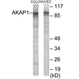 Western Blot - AKAP1 Cell Based ELISA Kit (CB6100) - Antibodies.com
