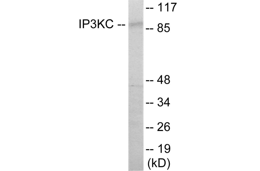 Western Blot - IP3KC Cell Based ELISA Kit (CB6110) - Antibodies.com