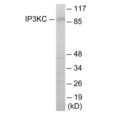 Western Blot - IP3KC Cell Based ELISA Kit (CB6110) - Antibodies.com