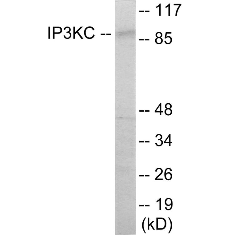 Western Blot - IP3KC Cell Based ELISA Kit (CB6110) - Antibodies.com