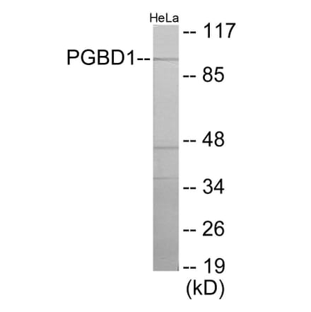 Western Blot - PGBD1 Cell Based ELISA Kit (CB6112) - Antibodies.com
