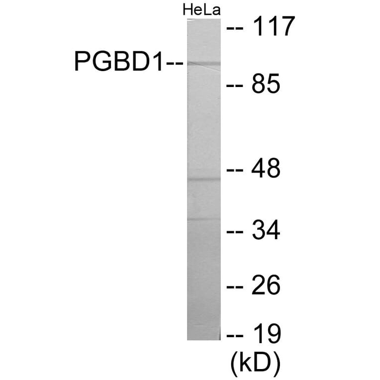 Western Blot - PGBD1 Cell Based ELISA Kit (CB6112) - Antibodies.com