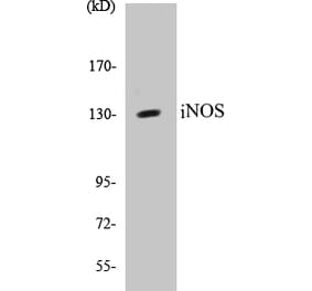 Western Blot - iNOS Cell Based ELISA Kit (CB5369) - Antibodies.com