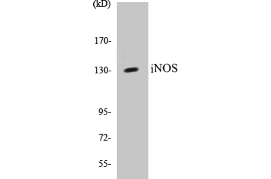 Western Blot - iNOS Cell Based ELISA Kit (CB5369) - Antibodies.com