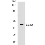 Western Blot - CCR5 Cell Based ELISA Kit (CB5111) - Antibodies.com