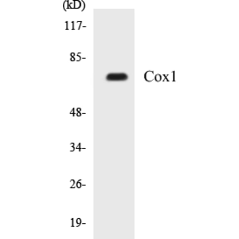 Western Blot - Cox1 Cell Based ELISA Kit (CB5164) - Antibodies.com