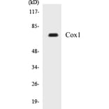 Western Blot - Cox1 Cell Based ELISA Kit (CB5164) - Antibodies.com