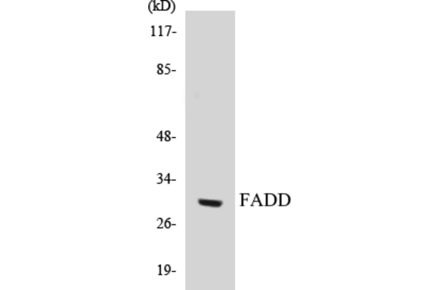Western Blot - FADD Cell Based ELISA Kit (CB5254) - Antibodies.com