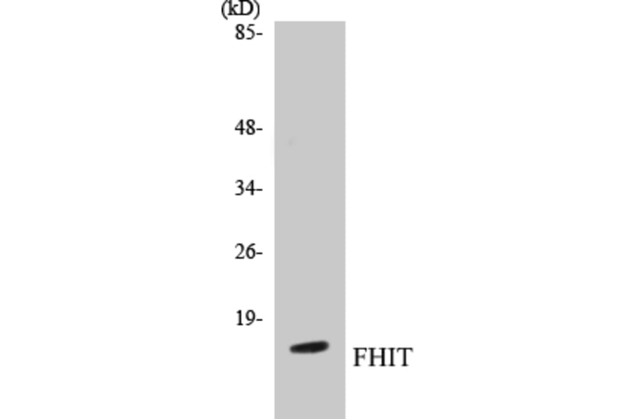 Western Blot - FHIT Cell Based ELISA Kit (CB5266) - Antibodies.com