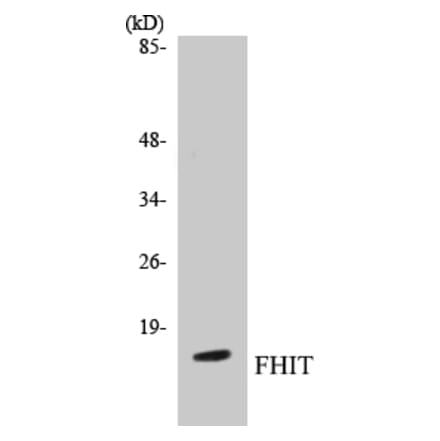 Western Blot - FHIT Cell Based ELISA Kit (CB5266) - Antibodies.com