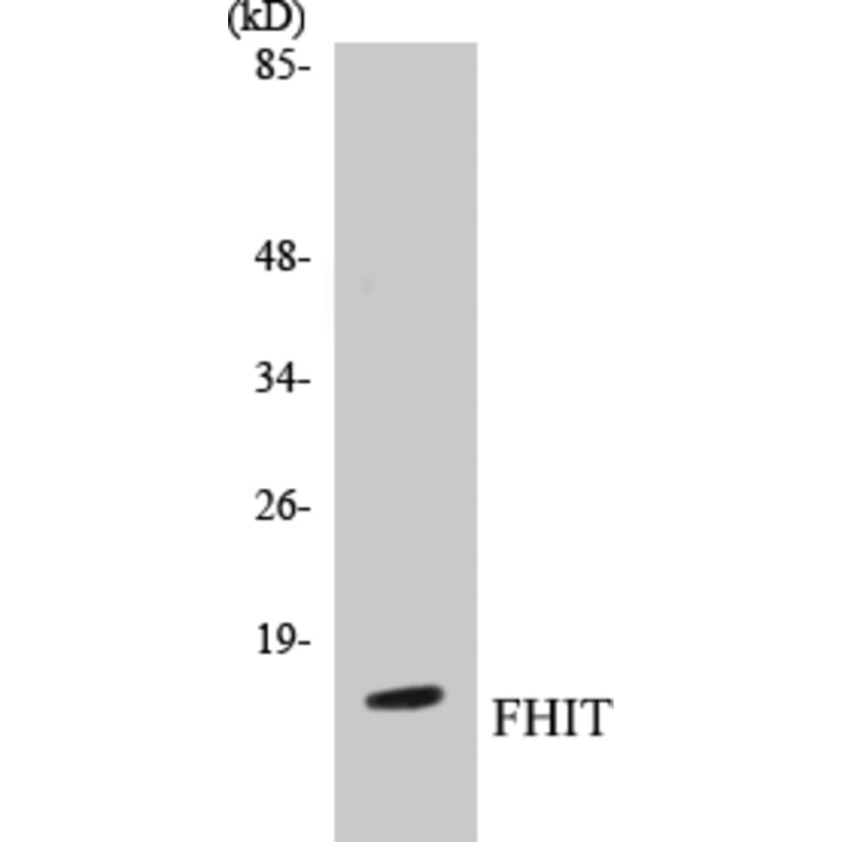 Western Blot - FHIT Cell Based ELISA Kit (CB5266) - Antibodies.com