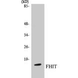 Western Blot - FHIT Cell Based ELISA Kit (CB5266) - Antibodies.com