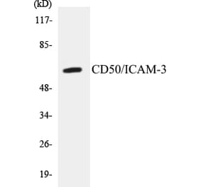 Western Blot - CD50 Cell Based ELISA Kit (CB5121) - Antibodies.com