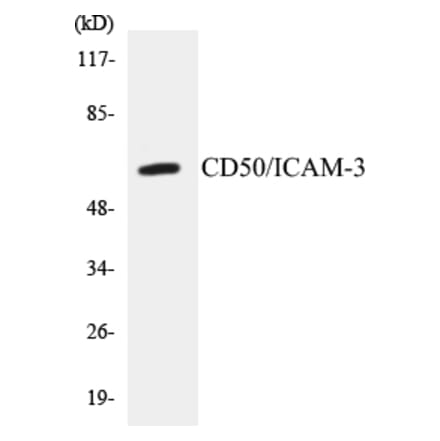 Western Blot - CD50 Cell Based ELISA Kit (CB5121) - Antibodies.com
