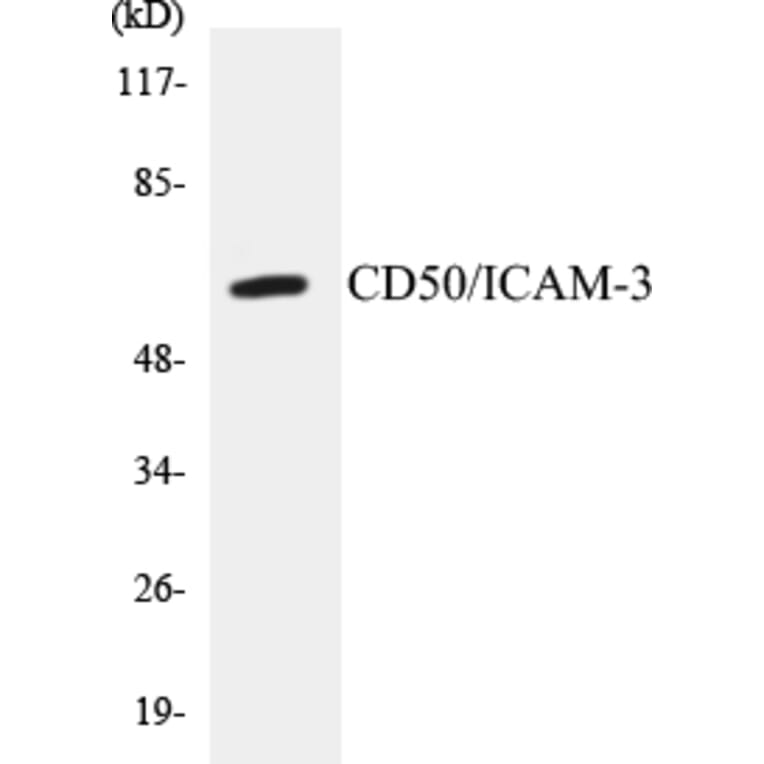 Western Blot - CD50 Cell Based ELISA Kit (CB5121) - Antibodies.com