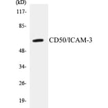 Western Blot - CD50 Cell Based ELISA Kit (CB5121) - Antibodies.com