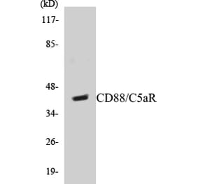 Western Blot - CD88 Cell Based ELISA Kit (CB5123) - Antibodies.com