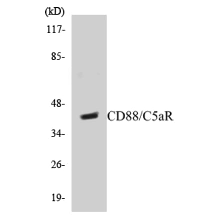 Western Blot - CD88 Cell Based ELISA Kit (CB5123) - Antibodies.com