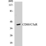 Western Blot - CD88 Cell Based ELISA Kit (CB5123) - Antibodies.com