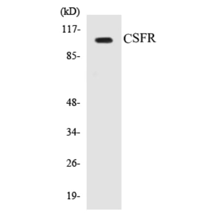 Western Blot - CSFR Cell Based ELISA Kit (CB5176) - Antibodies.com