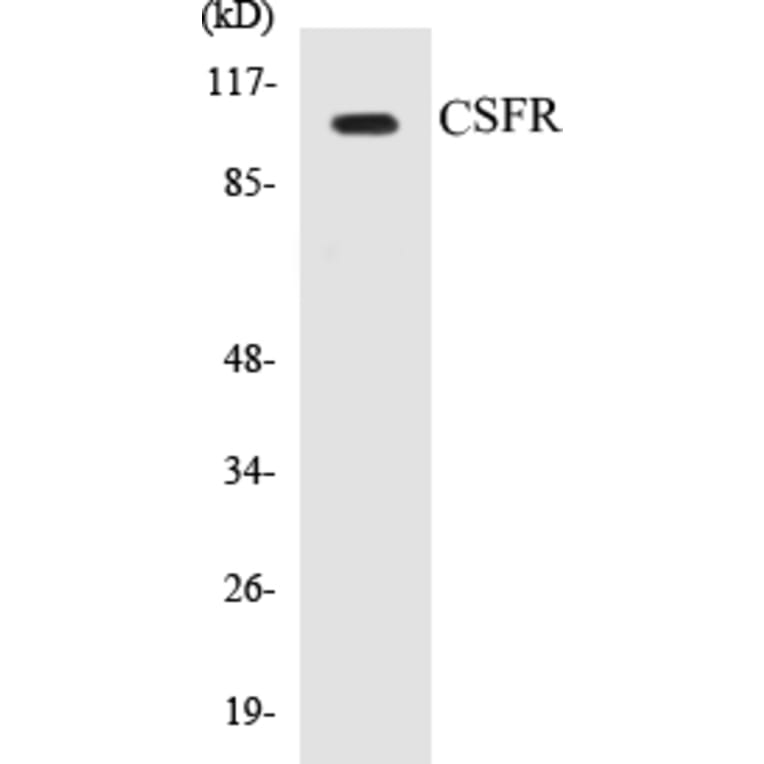 Western Blot - CSFR Cell Based ELISA Kit (CB5176) - Antibodies.com