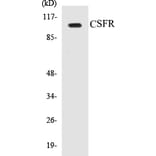 Western Blot - CSFR Cell Based ELISA Kit (CB5176) - Antibodies.com