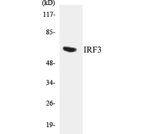 Western Blot - IRF3 Cell Based ELISA Kit (CB5378) - Antibodies.com