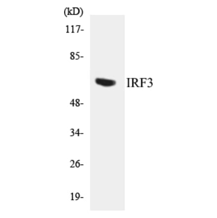 Western Blot - IRF3 Cell Based ELISA Kit (CB5378) - Antibodies.com