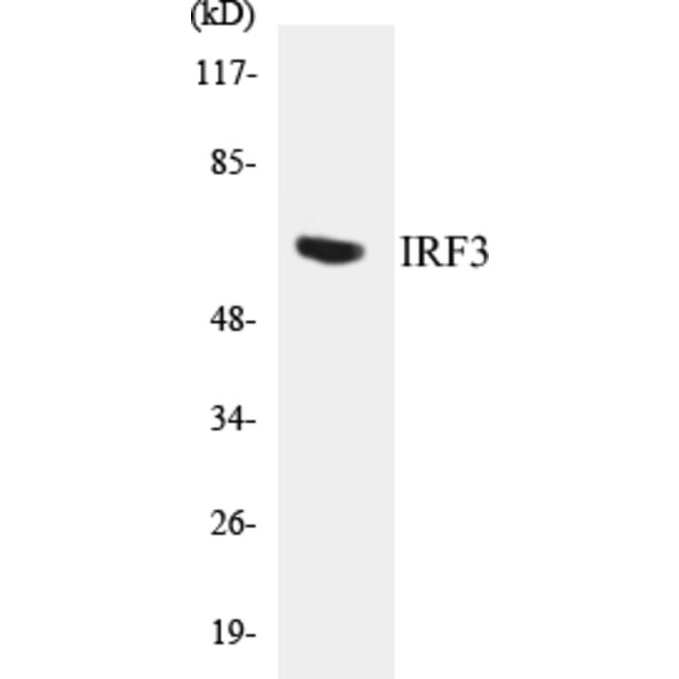 Western Blot - IRF3 Cell Based ELISA Kit (CB5378) - Antibodies.com