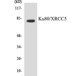 Western Blot - Ku80 Cell Based ELISA Kit (CB5412) - Antibodies.com