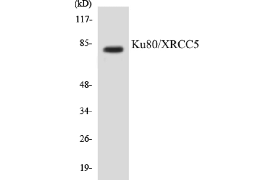 Western Blot - Ku80 Cell Based ELISA Kit (CB5412) - Antibodies.com