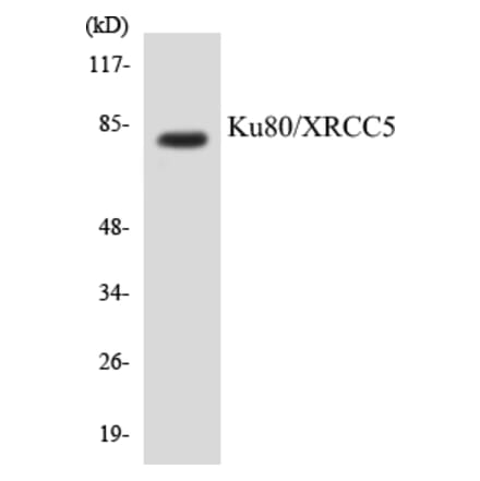 Western Blot - Ku80 Cell Based ELISA Kit (CB5412) - Antibodies.com