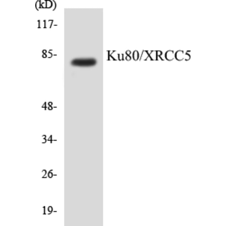 Western Blot - Ku80 Cell Based ELISA Kit (CB5412) - Antibodies.com